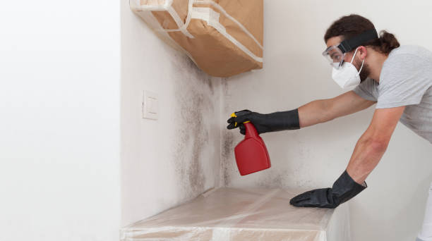 Professional Black Mold Remediation technician working in Batavia, NY