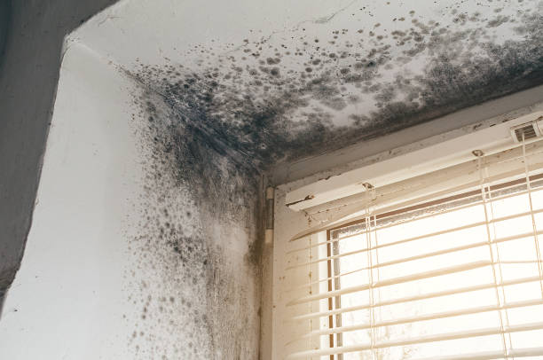 Affordable Black Mold Remediation solutions in Batavia, NY